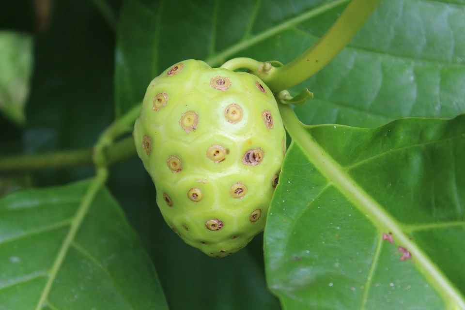 Noni Fruit plenty of nutrients provides great health benefits