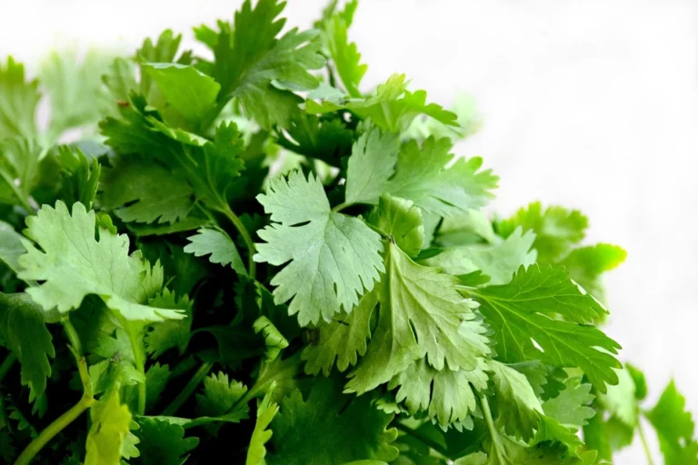 Cilantro is the best herb to remove heavy metals from your body