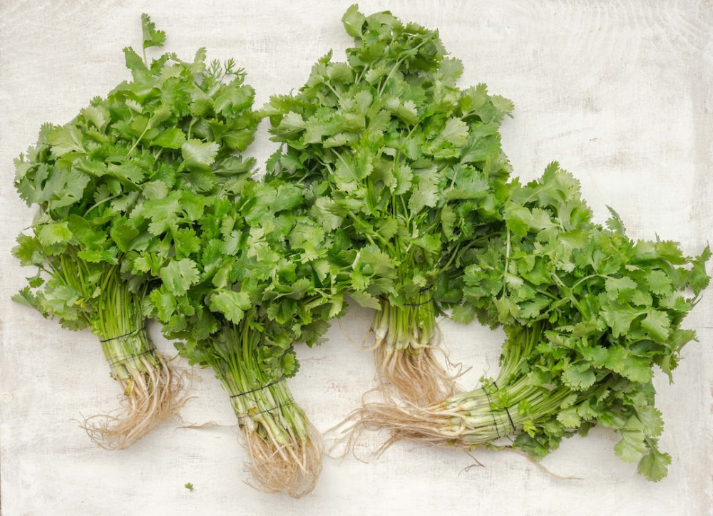 Cilantro bounches