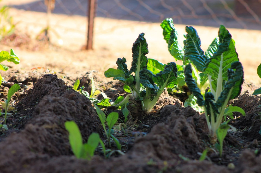 plant your own herbs at home