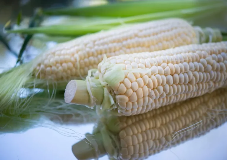 Image of Corn, one of the most common GMO foods