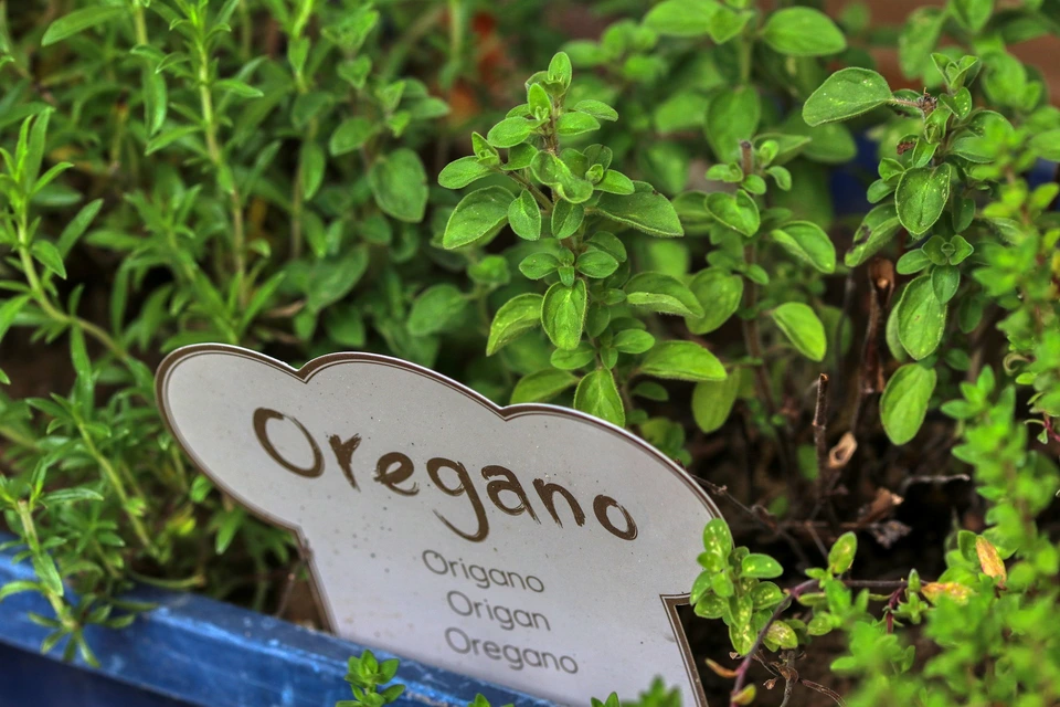 Image of oregano plants with a sign with the text oregano