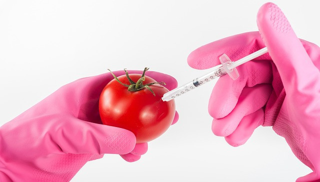 photo of a person with gloves injecting a tomato