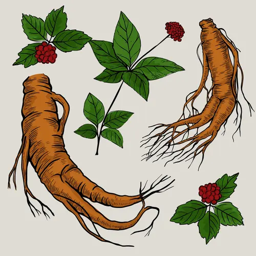 Illustration of ginseng roots showing the amazing benefits for body and mind.