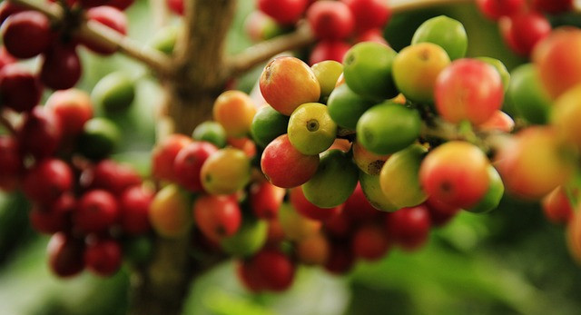 Image of coffee fruits in a coffee tree