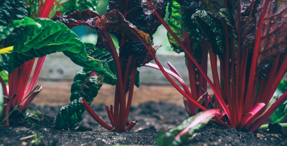 Image of beet cultivation