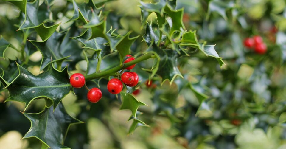 Image of Mistletoe plant