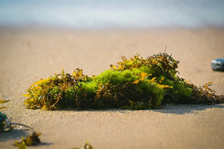 sea moss on a sandy beach