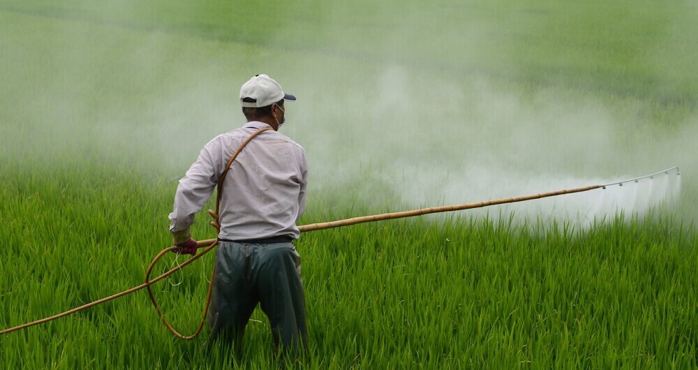 Man placing insecticide on crops