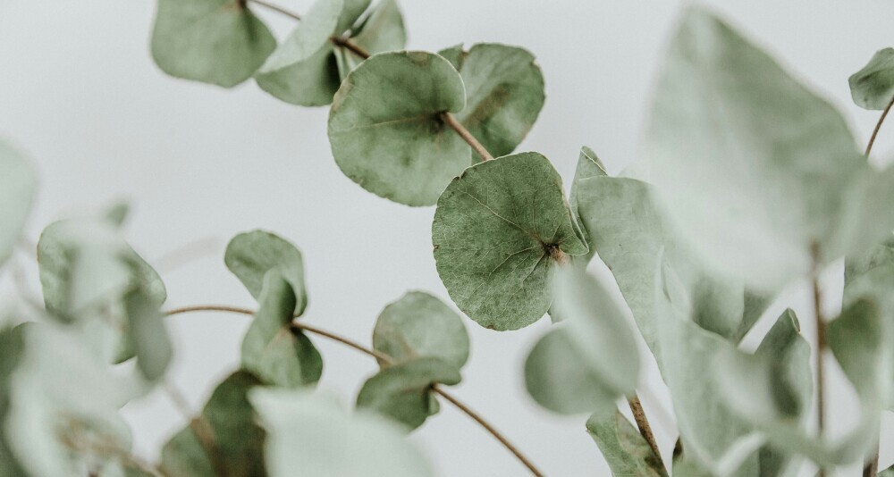 Close-up of eucalyptus leaves, showcasing their vibrant green color and natural texture, often used for their respiratory and therapeutic benefits.