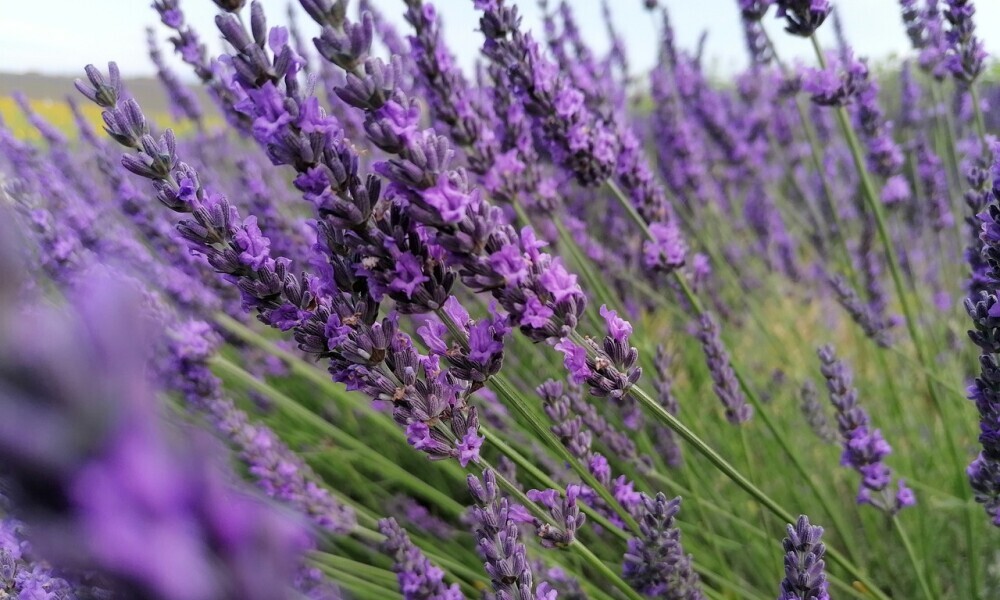 Close-up of lavender flowers, showcasing their vibrant purple color and natural beauty, often used for their calming and soothing properties in essential oils.