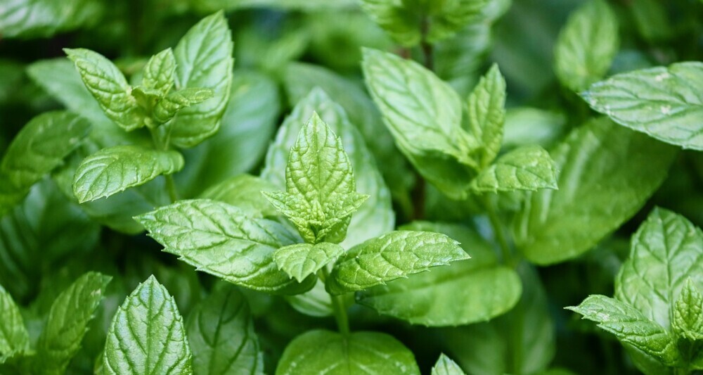 Close-up of peppermint leaves, showcasing their vibrant green color and natural texture, often used for their invigorating and therapeutic properties.