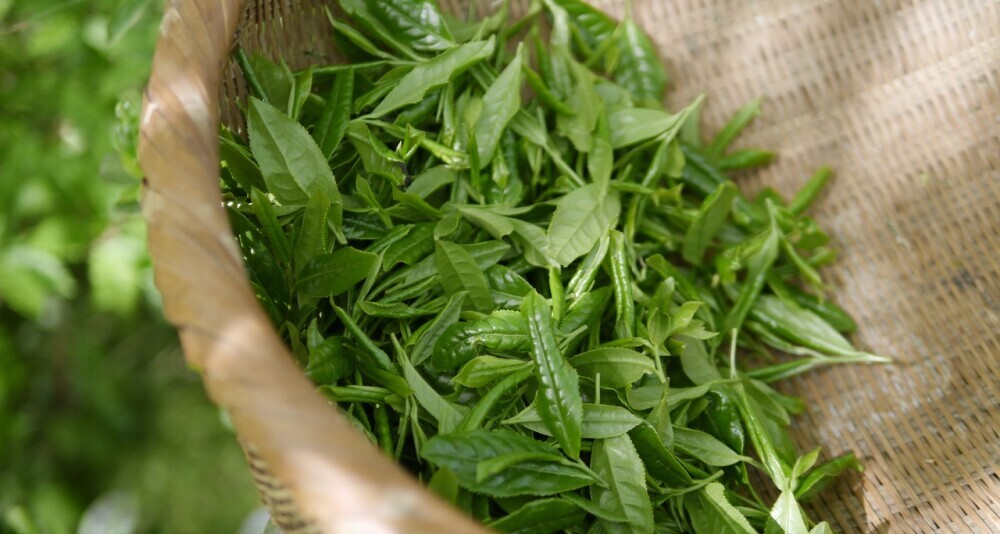 Close-up of tea tree leaves, showcasing their natural green color and texture, often used for their antibacterial and antifungal properties in essential oils.